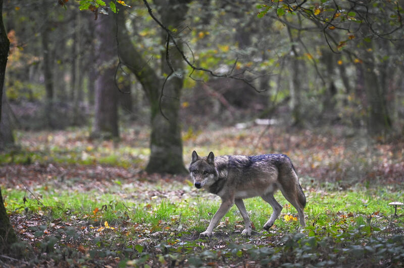 s:65:"Landvolk-Verband will neues Schnellabschuss-Verfahren für Wölfe";