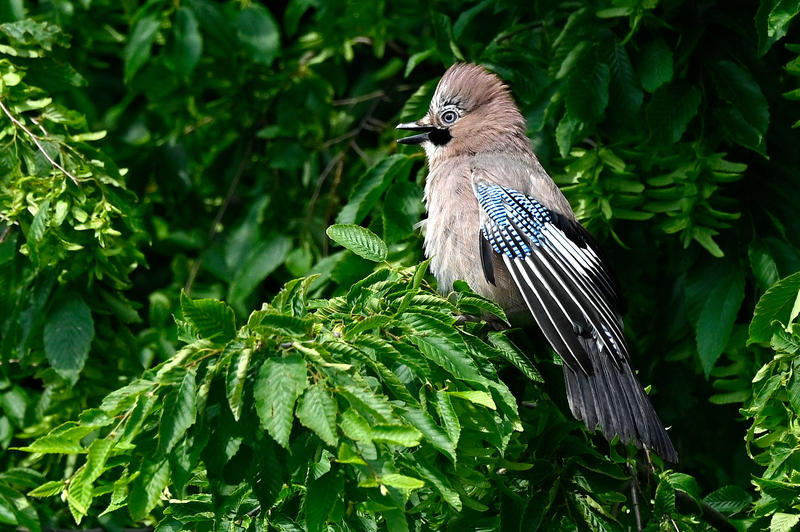 s:38:"Der Eichelhäher (Garrulus glandarius)";