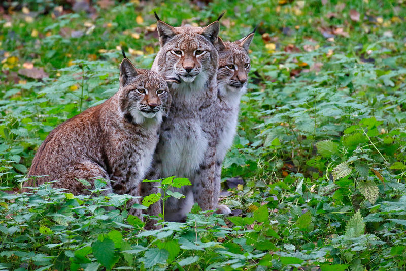 s:5:"Luchs";