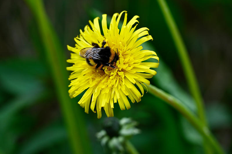 s:47:"Umweltverband mahnt: Hummelschutz alternativlos";