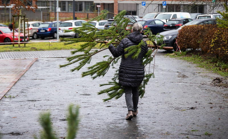 s:45:"Weihnachtskiefer: Einst haesslich, heute Kult";