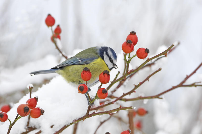 s:63:""Stunde der Wintervögel": Naturschutzbund ruft zum Zählen auf";