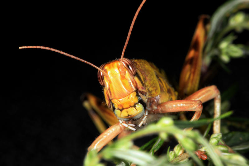 s:69:"Heuschrecken-Monitoring: Niedersachsen will Insekten besser schützen";